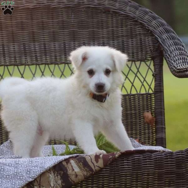 Archie, American Eskimo Puppy